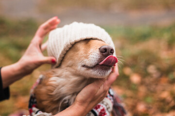 cute happy dog in warm christmas scarf