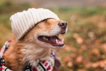 cute happy dog in warm christmas scarf