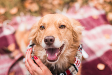 cute happy dog in warm christmas scarf