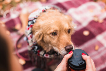 cute happy dog in warm christmas scarf