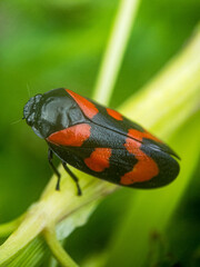 bug on a leaf