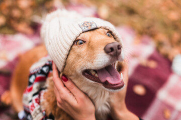 cute happy dog in warm christmas scarf