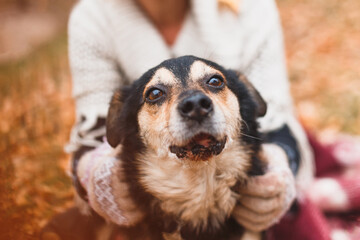 cute happy dog in warm christmas scarf