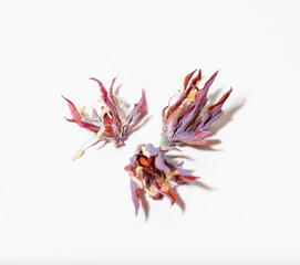 Obraz premium Close up of Dried Succulent Flowers