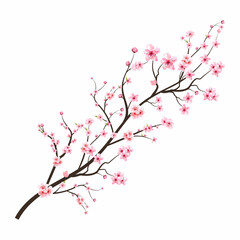 Cherry blossom with watercolor Sakura flower. Cherry blossom branch with pink blooming Sakura flower. Realistic watercolor cherry flower. Sakura branch vector on white background. Blossom flower.
