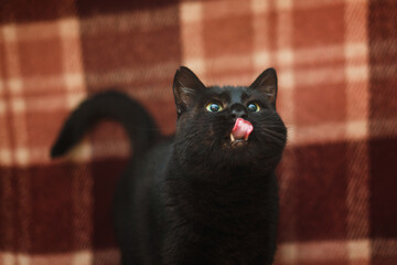 portrait oh the cutest cat