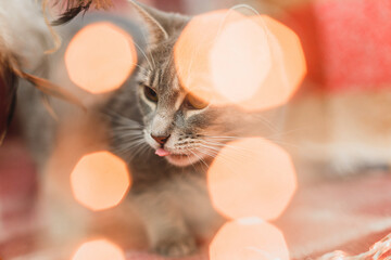 cute cat with christmas decoration and lights