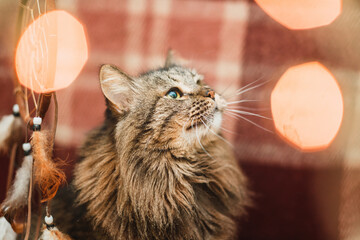 cute cat with christmas decoration and lights