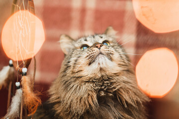 cute cat with christmas decoration and lights