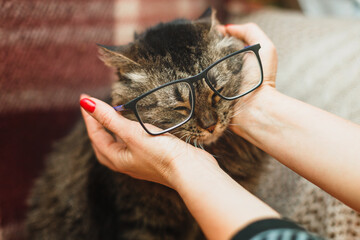 cute cat with christmas decoration and lights