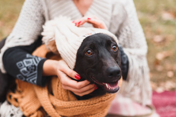 cute happy dog in warm christmas scarf
