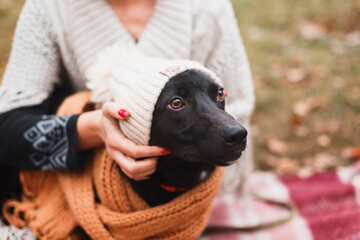 cute happy dog in warm christmas scarf