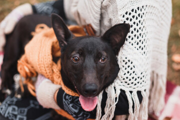 cute happy dog in warm christmas scarf