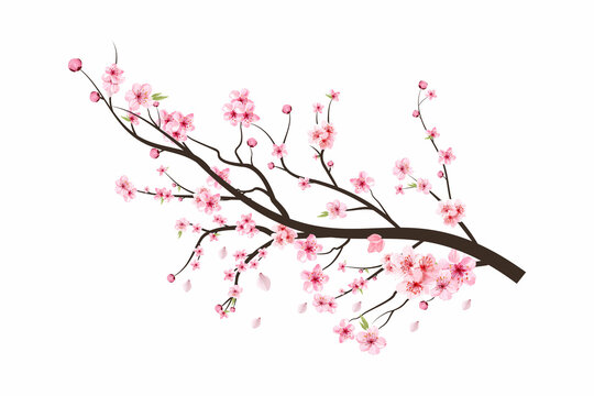 Cherry blossom tree branch with spreading pink flower. Cherry blossom branch with Sakura. Watercolor flower vector. Watercolor cherry flower. Sakura on white background. Blossom on white background.