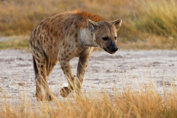 Spotted Hyena - Crocuta crocuta after meals walking for the food in the park. Beautiful sunset or sunrise in Amboseli in Kenya, scavenger in the savanna, sandy and dusty place with the grass