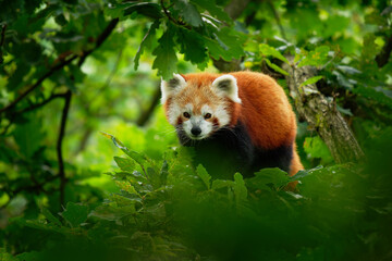 Red Panda - Ailurus fulgens walking and climbing on the branch in the forest,  carnivoran native to...