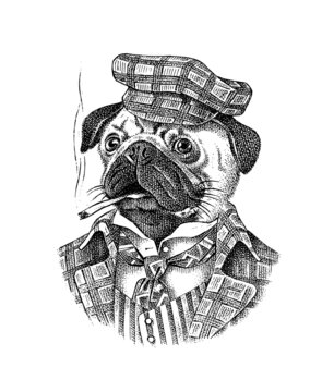 Pug Dog dog smokes a cigar in a tweed suit. Fashion Animal character in clothes. Hand drawn sketch. Vector engraved illustration for label, logo and T-shirts or tattoo.