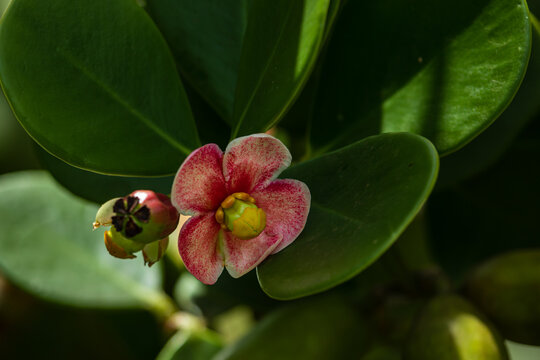 Tropical rainforest flora: Clusia fluminensis flower.