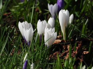 Fototapeta premium White snow crocuses witness arrival of spring