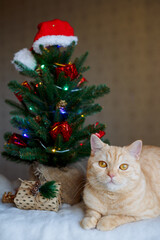 A beautiful cat lies near the Christmas tree and looks directly into the camera. New Year!