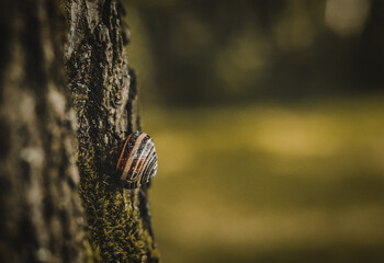 snail on a tree, natural background 

