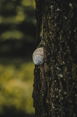 snail on a tree, natural background 
