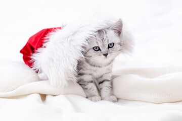 Fototapeta na wymiar Christmas cat card Little curious funny striped Scottish fold kitten in Christmas red Santa hat on white bed at home.