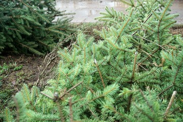Abgeschlagene Weihnachtsbäume  im Winter