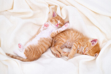 Fototapeta na wymiar Two Cute striped ginger kittens sleeping lying white blanket on bed. Concept of adorable little cats. Relax domestic pets.