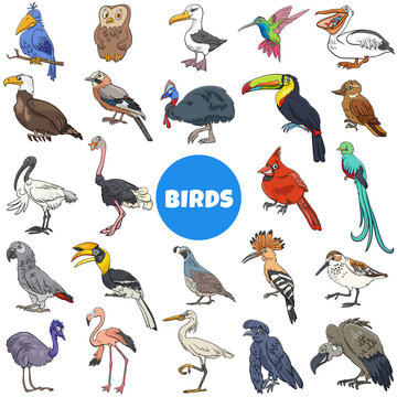 cartoon birds species animal characters big set