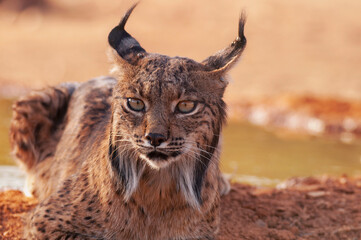 Naklejka na ściany i meble Iberian Lynx watching in Castilla La Mancha, Spain.