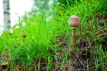 mushrooms © MichalJot