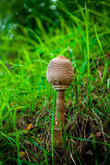 mushrooms © MichalJot