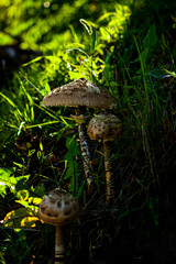 mushrooms © MichalJot