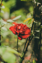 red rose in garden