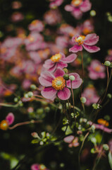 Fototapeta premium Chinese anemone in the garden, pink flowers 