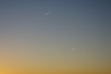 seagull in flight