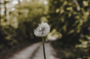 Fototapeta premium dandelion in the wind