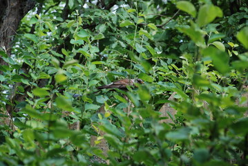 The fieldbird sits among the shoots of the irgi. Amelanchier canadensis - Irga Canadian Lamarck. Among the young tnky branches of the bush sits a black-brown blackbird hazelberry.