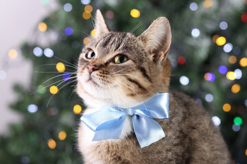 Little gray cat posing on the background of the Christmas tree. Cat with green eyes on the background of Christmas lights. Happy new year. Tabby. Winter. greeting card. Cute kitten with a blue bow tie