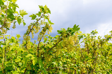 Flowering currants on the plantation. Panoramic view of the Rich harvest concept. Red and black currants.