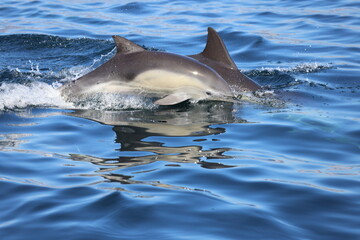 Fototapeta premium dolphin jumping out of water
