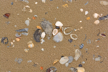 Fototapeta na wymiar Sea Shell Array in the Sand