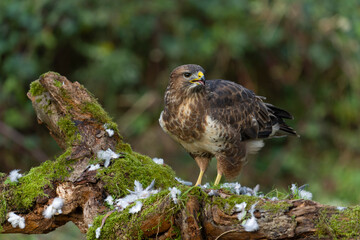 Common buzzard, Buteo buteo
