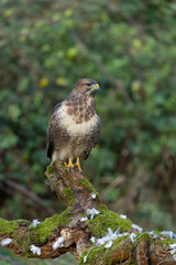 Common buzzard, Buteo buteo
