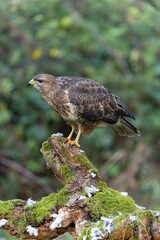 Common buzzard, Buteo buteo
