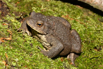 European common toad (Bufo bufo) in natural habitat