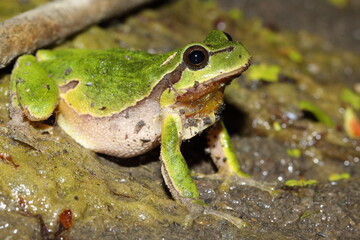 European tree frog (Hyla arborea) male in natural habitat