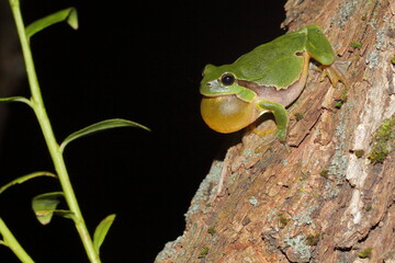 croaking male of European tree frog (Hyla arborea) on tree trunk during night - obrazy, fototapety, plakaty