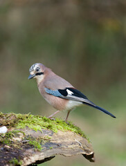 Jay, Garrulus glandarius